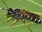 cerceris_flavilabris_femelle