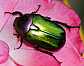 cetonia_aurata_pisana
