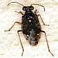 chartoscirta_cincta