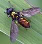 chloromyia_formosa_male