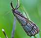 chrysocrambus_cassentiniellus