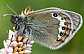 coenonympha_gardetta_gardetta