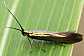coleophora_alcyonipennella