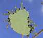 craesus_septentrionalis_larves_populus_tremula