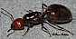 crematogaster_scutellaris_reine