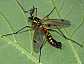 ctenophora_elegans_male