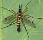 ctenophora_elegans_male_1