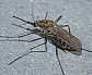 culex_pipiens_femelle