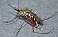 culex_pipiens_femelle_gorgee
