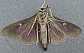 cydalima_perspectalis_revers