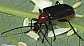 dinoptera_collaris