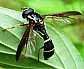 doros_profuges_male