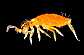entomobrya_atrocincta_aurea