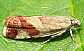 epinotia_cruciana