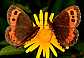 erebia_ligea