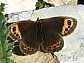 erebia_neoridas