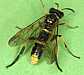 tenthredo_marginella_male