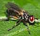 thecophora_fulvipes