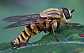 thereva_aurata_femelle