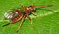 theronia_atalantae