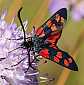 zygaena_transalpina_dufayi