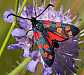zygaena_transalpina_dufayi_1