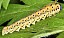 abia_fulgens_larve.jpg