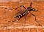 aedes_albopictus.jpg