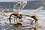 anax_parthenope_tandem_ponte.jpg