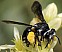 andrena_agilissima_femelle_1.jpg