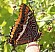 charaxes_jasius.jpg