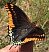 charaxes_jasius_1.jpg