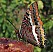 charaxes_jasius_2.jpg