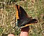 charaxes_jasius_doigt.jpg