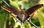 charaxes_jasius_vol.jpg