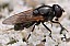 cheilosia_impressa_femelle.jpg