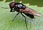 cheilosia_impressa_male.jpg