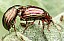 chrysolina_americana.jpg