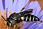 coelioxys_inermis_femelle_1.jpg