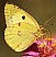colias_crocea.jpg