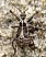 coranus_griseus_juvenile.jpg