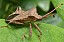 coreus_marginatus.jpg
