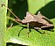 coreus_marginatus_1.jpg