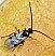cotesia_sp.jpg