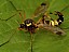ctenophora_festiva_femelle.jpg
