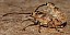 curculio_glandium_copula_1.jpg