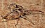 curculio_glandium_copula_2.jpg