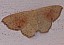 cyclophora_puppillaria.jpg