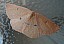 cyclophora_puppillaria_2.jpg