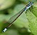 ischnura_ramburii_male_2.jpg